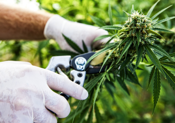 Botanical Boundaries: NSW Prohibited Plant Laws